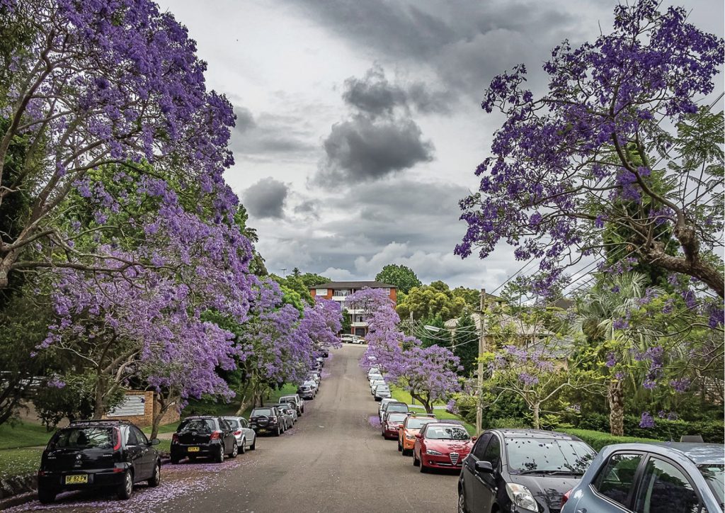 Jacaranda trees on Smith St in November